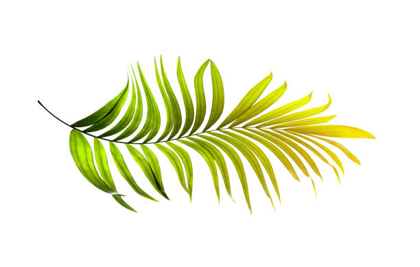 istock Green leaves of palm tree on white background 803001776