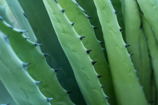 istock Cactus with blue painted wall in the background 803005450