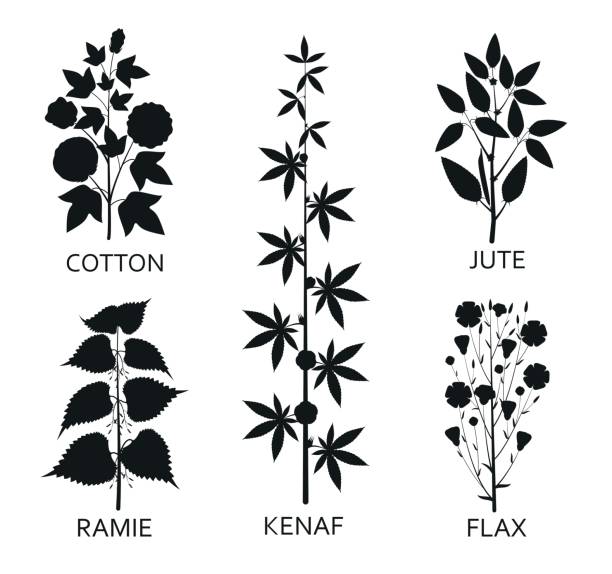 kapas, ramie, kenaf, jude dan tanaman rami dengan daun, polong dan bunga. ilustrasi vektor. - jute ilustrasi stok