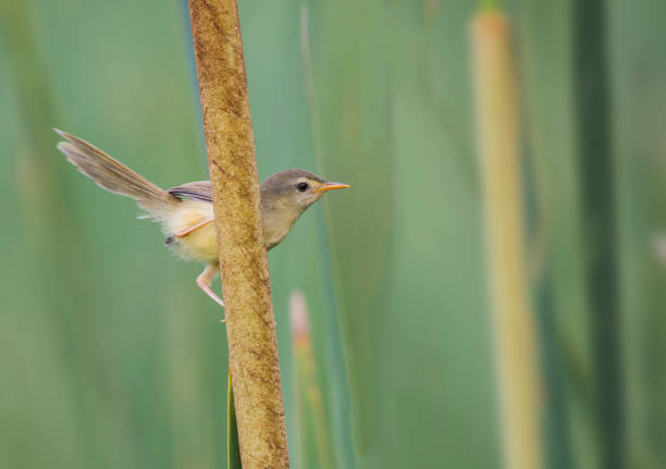 prinia cinza (juvnile) - cute animal asia brown - fotografias e filmes do acervo