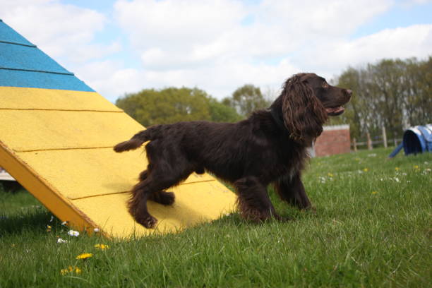 istock Working type cocker spaniel pet gundog standing on an agility contact 803011064