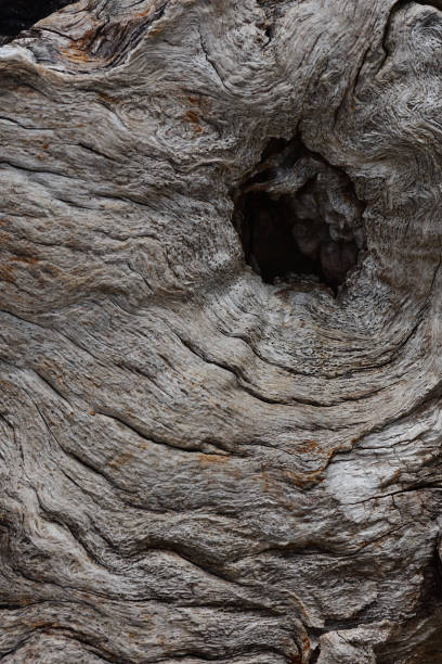 빈 유에 단일 나무 매듭 - driftwood pattern wood grain circle 뉴스 사진 이미지