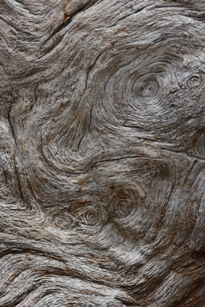 sęki drewniane i zakrzywione, faliste ziarno w driftwood - driftwood pattern wood grain circle zdjęcia i obrazy z banku zdjęć