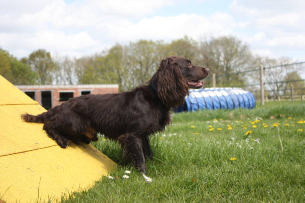 istock Working type cocker spaniel pet gundog standing on an agility contact 803013490