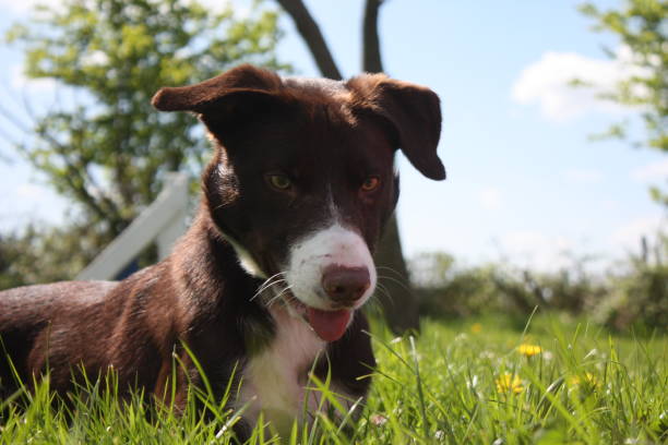istock smooth coated red and white border collie pet dog 803013574