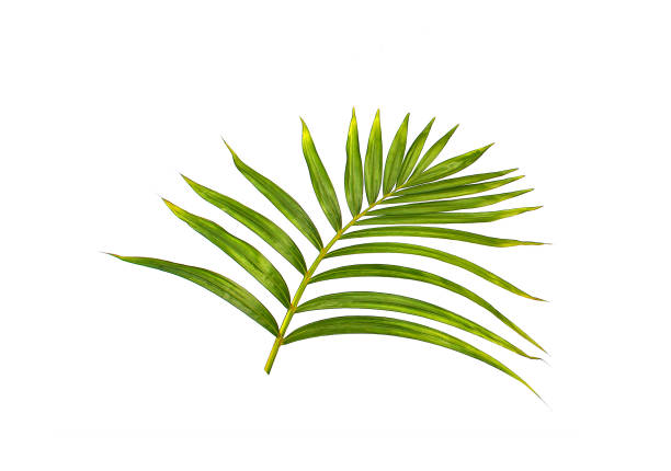 istock Green leaf of palm tree on white background 803013690