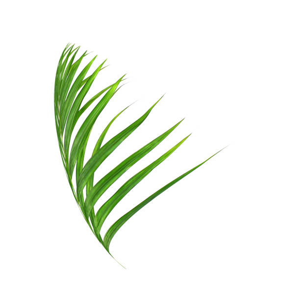 istock Green leaf of palm tree isolated on white background 803013698