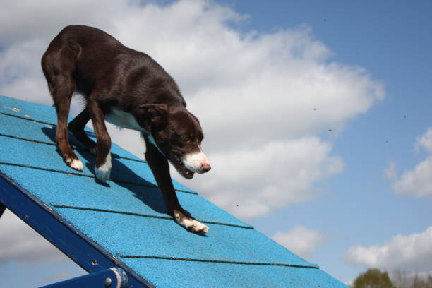 red and white border collie on an agility a-frame