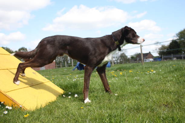 red and white smooth coated border collie standing an agility contact