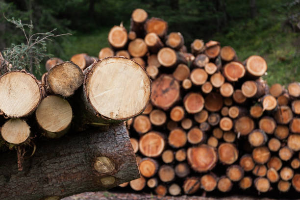 istock logs of wood 803014184