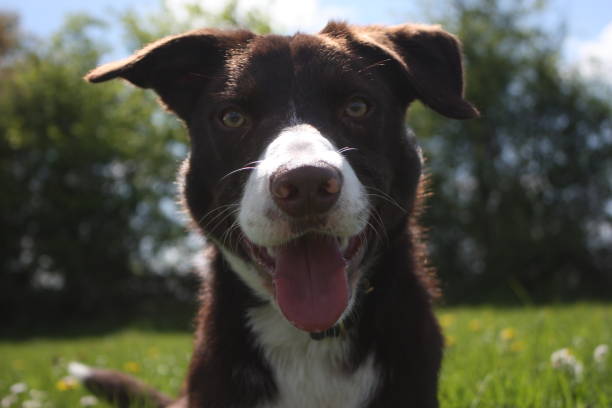 istock smooth coated red and white border collie pet dog 803014288