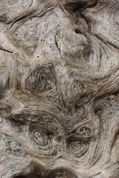 와인딩 곡물과 유 목에 나무 노트의 consentration - driftwood pattern wood grain circle 뉴스 사진 이미지