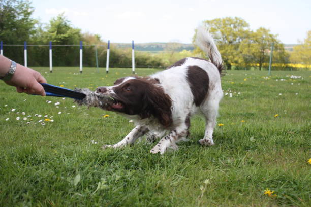 istock liver and white working type english springer spaniel gundog tugging on a toy 803014534