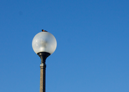 Red-winged Black Bird on Lamppost