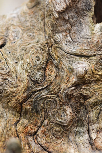 와인딩 곡물과 유 목에 나무 매듭의 고밀도 consentration - driftwood pattern wood grain circle 뉴스 사진 이미지