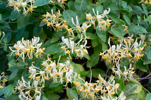 Scented Honeysuckle with yellow and white flowers. a climbing plant found in the woods and in gardens