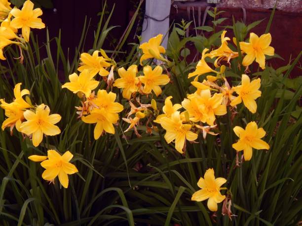 istock Yellow garden lilies close-up 803025546