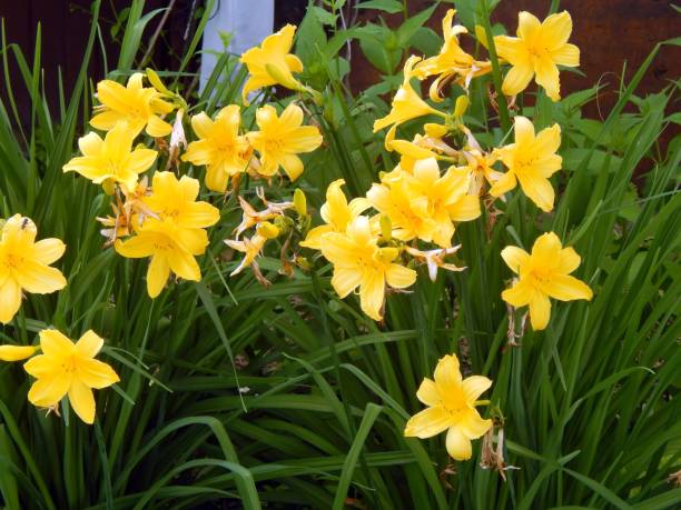 istock Yellow garden lilies close-up 803025596