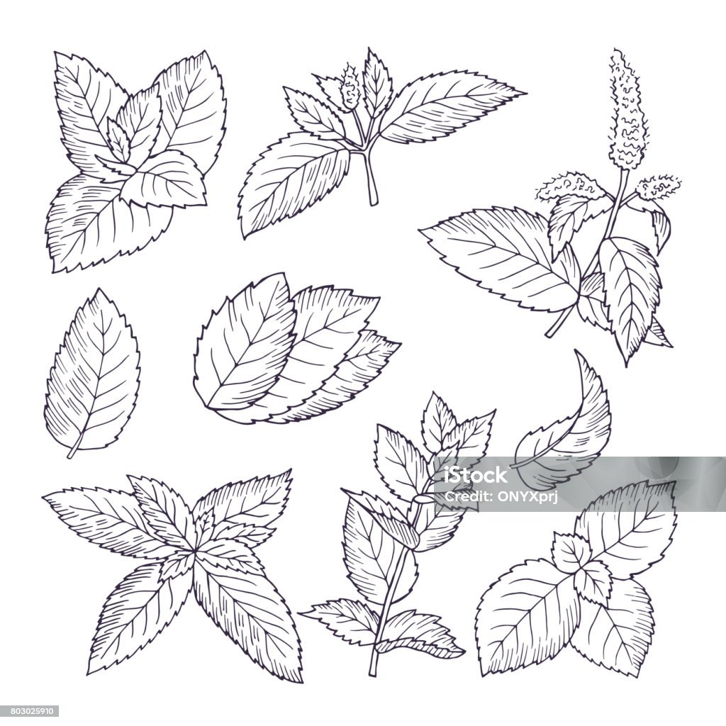 Hand drawn illustrations of mint leaves and branches. Herbal doodle background Hand drawn illustrations of mint leaves and branches. Herbal doodle background. Spice herb mint medicine ingredient Drawing - Activity stock vector
