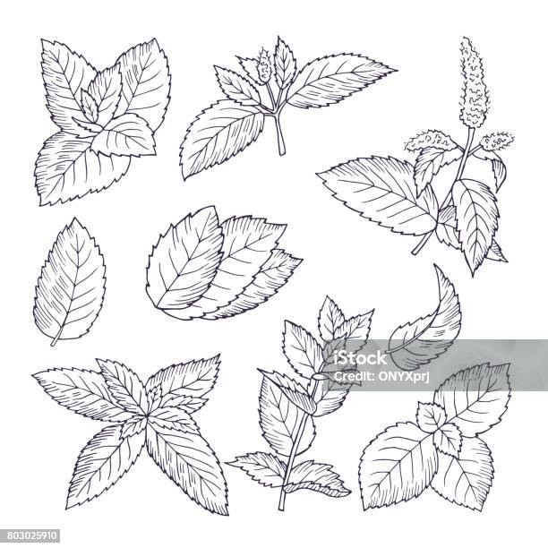 Hand Drawn Illustrations Of Mint Leaves And Branches Herbal Doodle Background Stock Illustration - Download Image Now