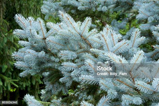 Siver Tree Color Silver Fir Tree Stock Photo - Download Image Now - Backgrounds, Colors ...