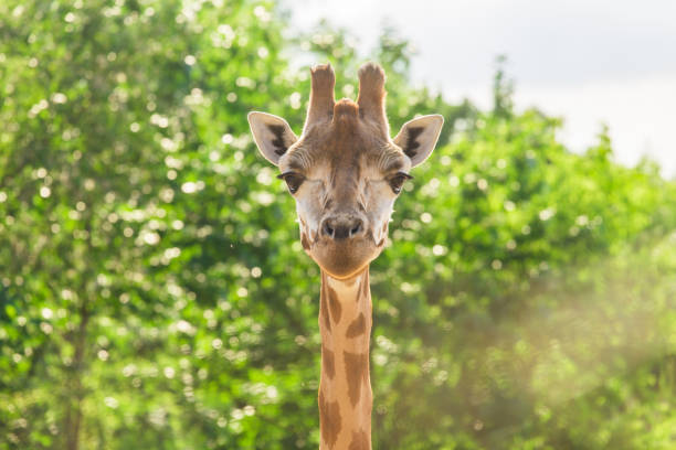 istock Close up portrait of giraffe 803039942