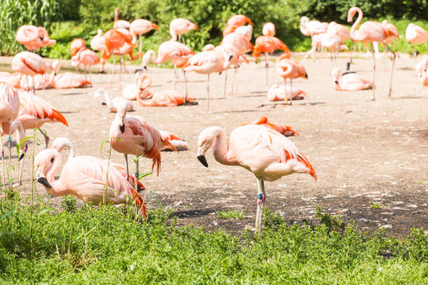 istock Pink flamingos in the park 803044554