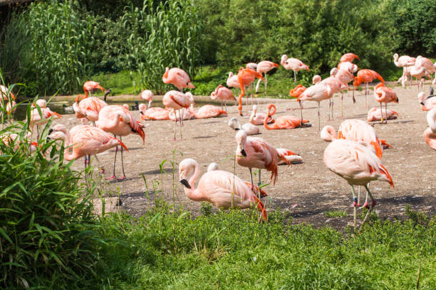 istock Pink flamingos in the park 803044706