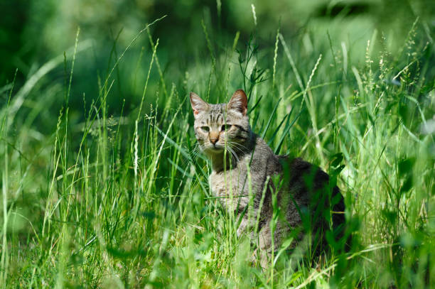 istock domestic cat in the grass 803052784