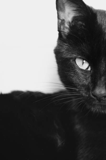 one side of a black cats face stock photo