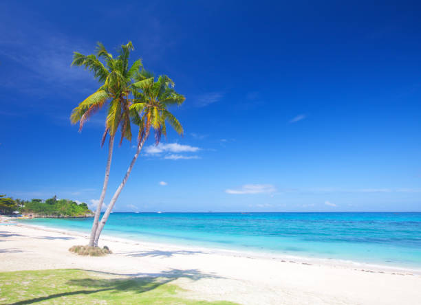istock tropical beach with coconut palm 803057674