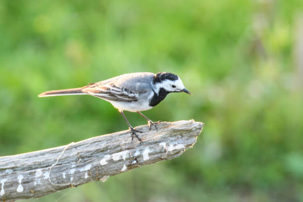 istock White wagtail bird (Motacilla alba) sitting on a branch 803057814