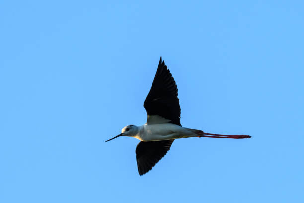 istock Black-winged stilt, common stilt, or pied stilt (Himantopus himantopus) flying 803057968
