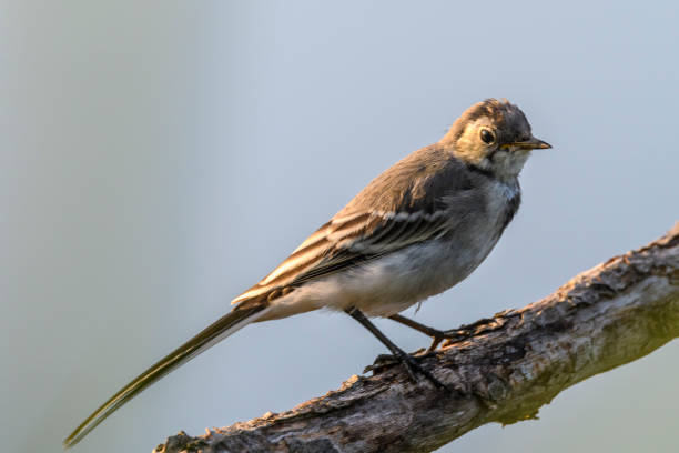 istock White wagtail juvenile bird (Motacilla alba) sitting on a branch 803062678
