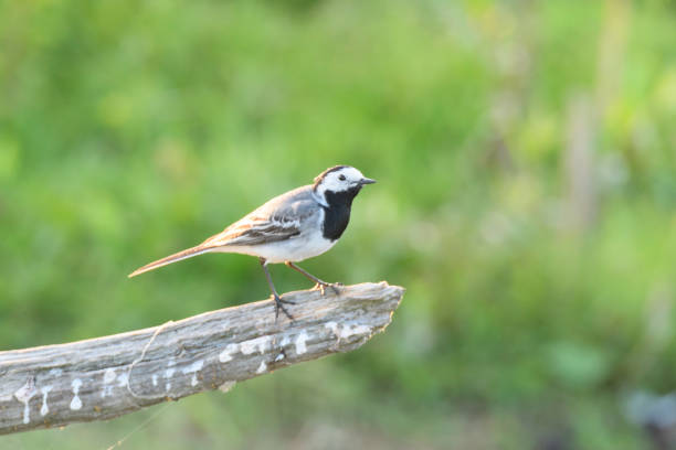 istock White wagtail bird (Motacilla alba) sitting on a branch 803062820