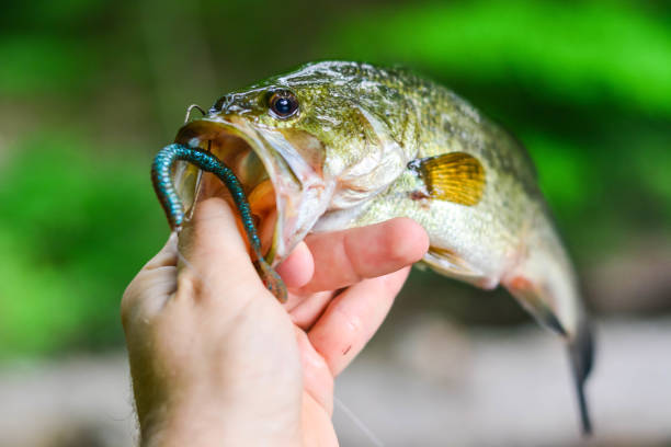 istock Fishing lure in the mouth 803063180