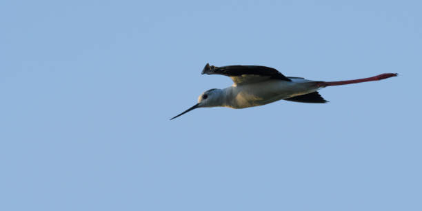 istock Black-winged stilt, common stilt, or pied stilt (Himantopus himantopus) flying 803063322
