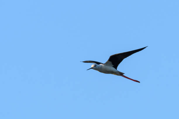 istock Black-winged stilt, common stilt, or pied stilt (Himantopus himantopus) flying 803067760