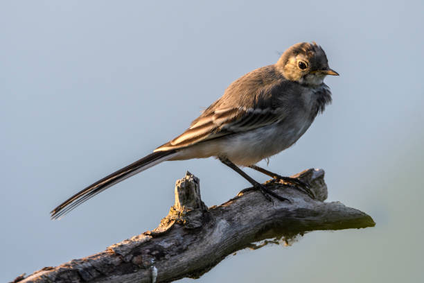 istock White wagtail juvenile bird (Motacilla alba) sitting on a branch 803067936