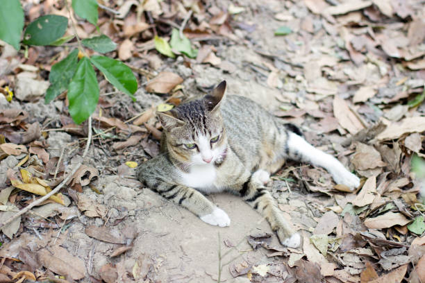 istock brown and black cat in the wild 803068720