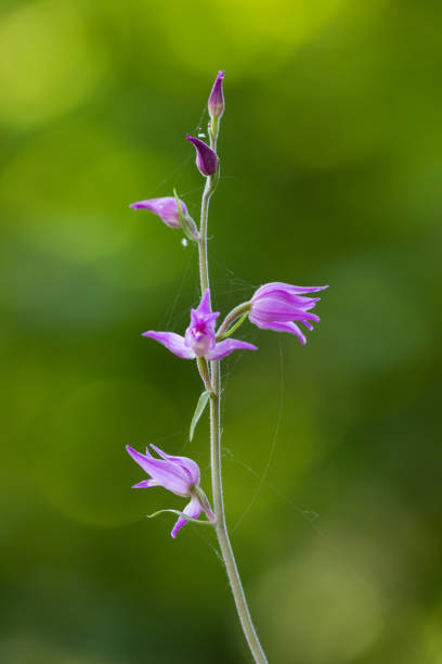 Close up of a Cephalanthera rubra, known as Red Helleborine
