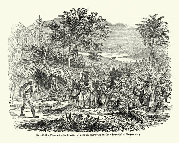 ilustrações de stock, clip art, desenhos animados e ícones de coffee plantation in brazil, mid 19th century - café colheita