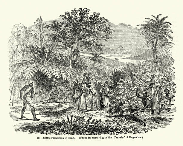 Coffee Plantation in Brazil, mid 19th Century Vintange illustration of a Coffee Plantation in Brazil, mid 19th Century slave plantation stock illustrations