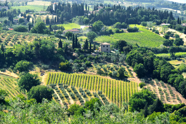 istock Vineyard in Tuscany, Italy 803071334