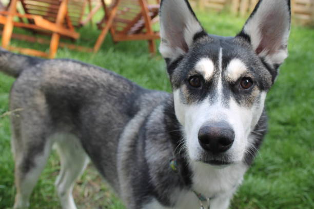 istock Husky german shepherd cross puppy 803072700