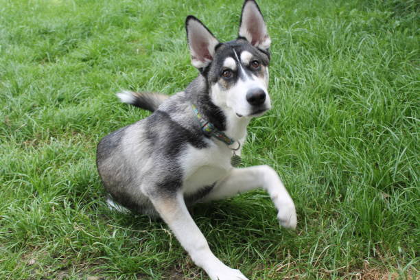 istock Husky german shepherd cross puppy 803077010