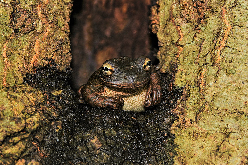 Cuban tree frog in an elevated Oak hollow.