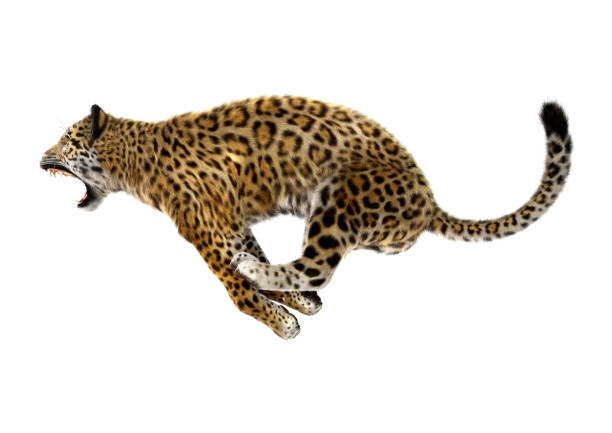 Jaguar Running Stock Photos, Pictures & Royalty-Free Images - iStock