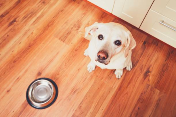 cão com fome esperando para alimentação - obedience pets loneliness looking at camera - fotografias e filmes do acervo