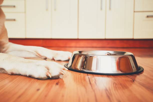 istock Hungry dog waiting for feeding 803091684